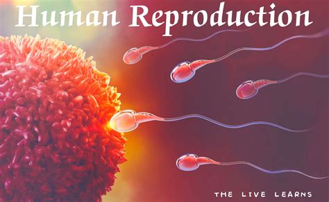 humans reproduction mcqs free pdf download the live learns