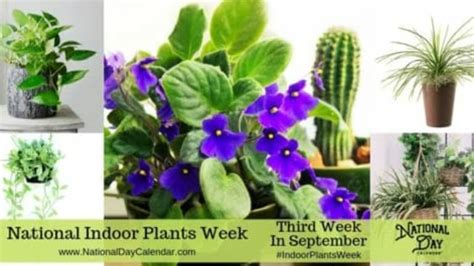 National Indoor Plant Week Third Week In September National Day Calendar
