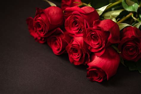 Red Roses Hd Wallpaper Free