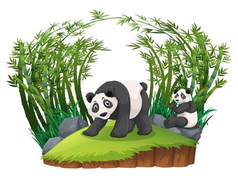 Two Pandas In Bamboo Forest 353106 Vector Art At Vecteezy
