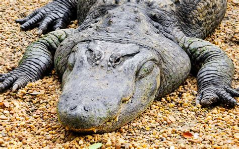 Absolutely Massive Alligator Casually Strolls By Onlookers In Florida