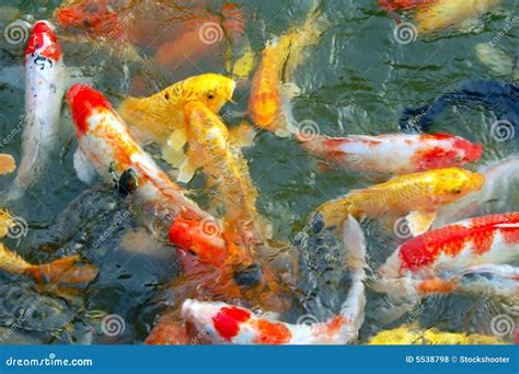 Colorful Koi Fishes Swimming In Pond Stock Photo Image Of Appetite