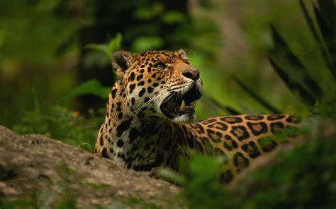 Download Wallpapers Jaguar Jungle Wild Cat Wildlife Predator For