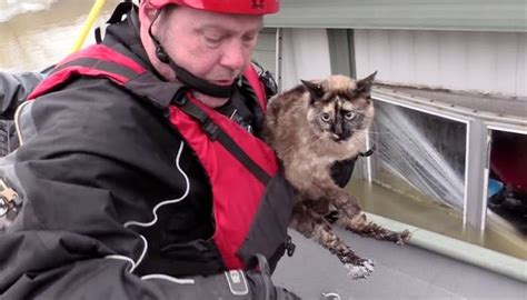 Cat Survived Flooding By Floating In Her Litter Box Saved By Rescuers