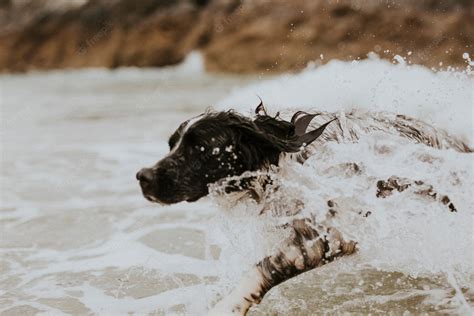 Premium Photo Cheerful Dog Enjoying The Sea