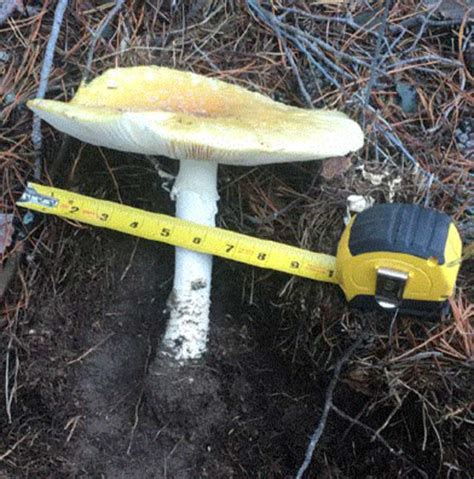 State Acts To Protect Public From Poisonous Mushrooms Certification