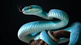Schlangen: 15 Fakten über Kreuzotter, Kobra & Co. - WWF Blog