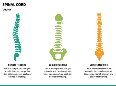 Spinal Cord Powerpoint Template Ppt Slides