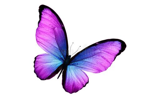 Beautiful Purple Butterfly Isolated On White Background Stock Image