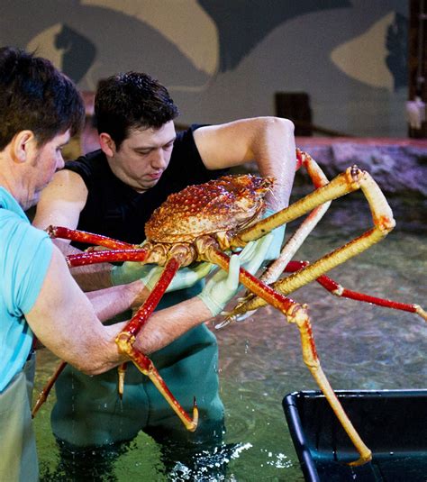 Comment Tuer Le Crabe Geant Dans The Island - Crabzilla, un crabe gigantesque, débarque en France