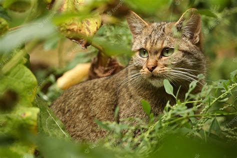 Free Photo European Wildcat In Beautiful Nature Habitat