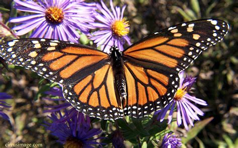Check spelling or type a new query. villagewiki / Monarch Butterfly