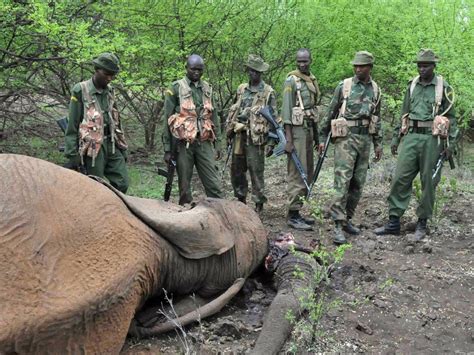 10 Things You Need To Know About Elephant Poaching The Independent