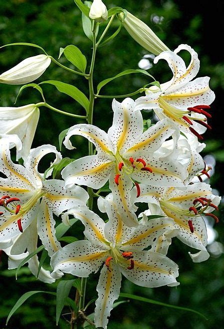 10 Best Lilium Auratum Golden Rayed Lily Liliaceae Ideas In 2021