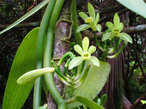 Wild Hawaiian Vanilla Extract | Hawaiian Vanilla - Hawaii's Simple Gourmet - Bridging Hawaii's ...