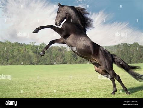 Rearing And Leaping Morgan Horse Stallion Stock Photo Alamy