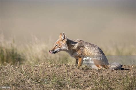 Wild Swift Fox Vixen In The Canadian Prairies High Res Stock Photo