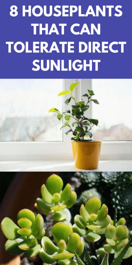 8 Houseplants That Can Tolerate Direct Sunlight Gardening Sun