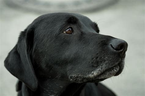 1000 Engaging Sad Dog Photos · Pexels · Free Stock Photos