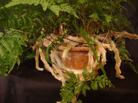 Houseplant Guru Ferns With Feet