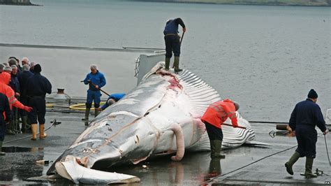 Whale Hunting Five Things You May Not Know Bbc News