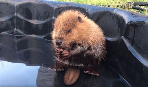 Orphaned Baby Beaver Cant Even Control His Own Tail And Its Just Too
