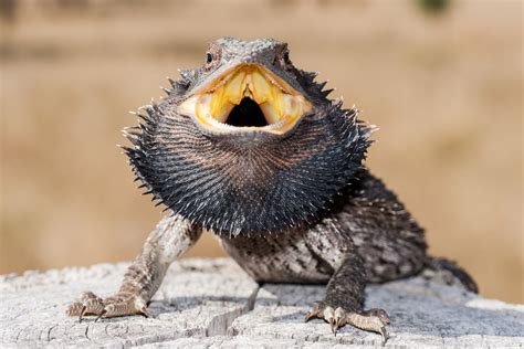 Why Do Bearded Dragons Puff Up Their Beards The 9 Most Common Causes