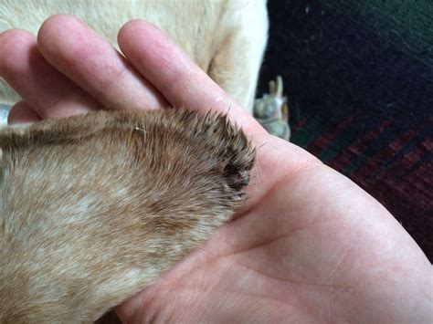 My Dog Has Crusty Scabs On The Tips Of Her Ears Shes 7 She Has