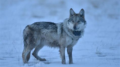 Mexican Gray Wolf Overview Rangelands Gateway