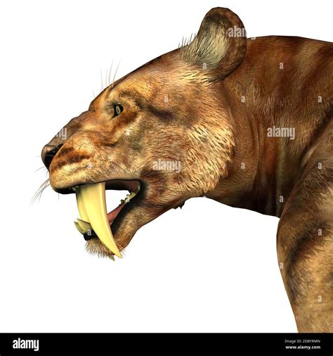 The Saber Tooth Cat Also Called Smilodon Was A Large Predator That