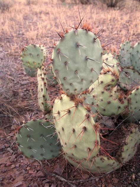 A cactus spine is a cactus product harvested from a cactus planted in a cactus patch, requiring level 55 farming. Opuntia camanchica, western prickly pear cactus, pretty