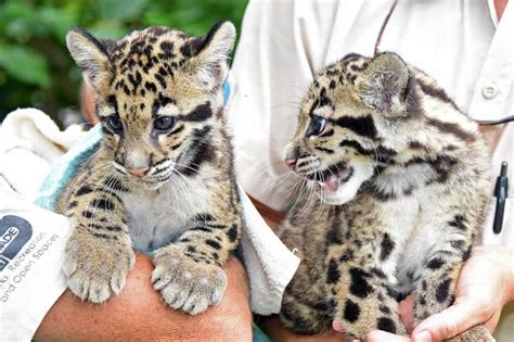 Update Zoo Miamis Clouded Leopard Cubs Zooborns