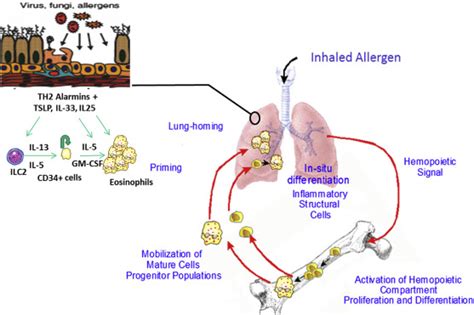 Hematopoietic Processes In Eosinophilic Asthma Chest