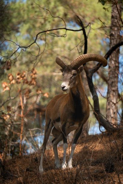 Mouflon Stock Photos Pictures And Royalty Free Images Istock