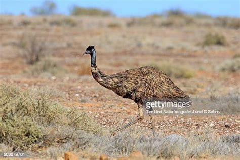 Funny Emu Photos And Premium High Res Pictures Getty Images