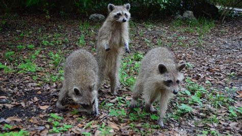 Increase In Raccoons Harmful To Environment Panthernow