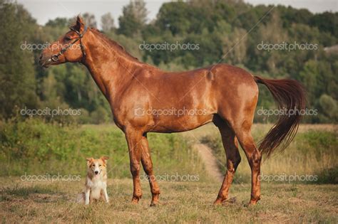 Red Border Collie Dog And Horse — Stock Photo © Ksuksann 24586713