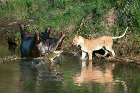 ケニアの川に死んだカバが転がっている。そこへクロコダイルとライオンがやってきた ポッカキット