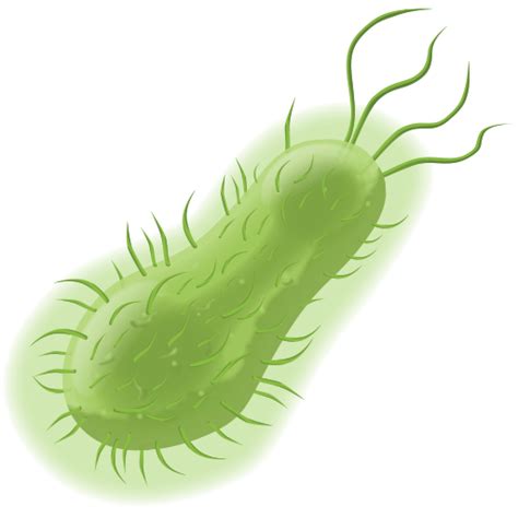 Bacteria Png