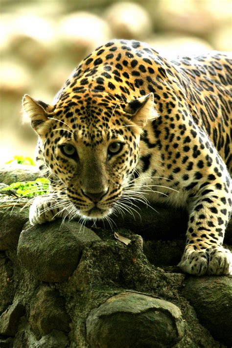 Leopard By Pranshu Agrawal 500px Animals Beautiful Animals Wild