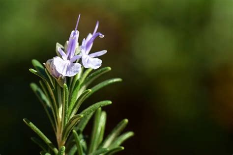 18 Rosemary Plant Care Growing Tips 2021 Best Guide