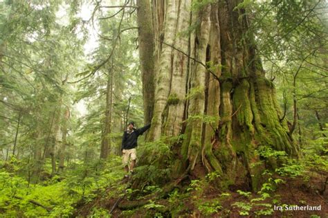 Vancouver Big Tree Hiking Guide Your Ecological Unbelievable And