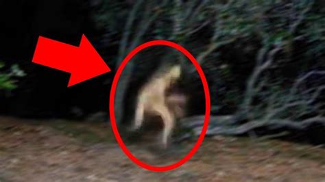 5 Mysterious Creatures Caught On Camera Top 5 Strange Creatures