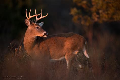 Professional Whitetail Deer Photography Matt Hansen