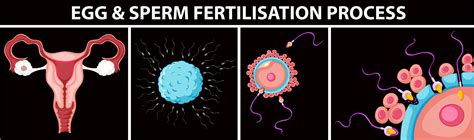 Egg And Sperm Fertilisation Process 434360 Vector Art At Vecteezy