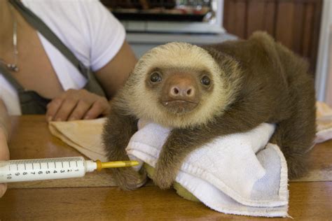 Sloth Science And Universal Access To Information The Sloth Conservation Foundation