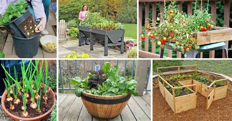 Diy Healthy And Organic Vegetable Container Garden The