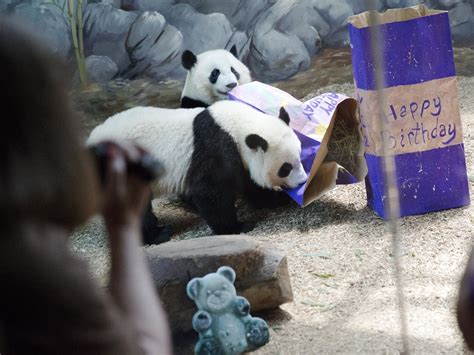 Pandas Mei Lun And Mei Huan Face Culture Shock In China 137 Cosmos