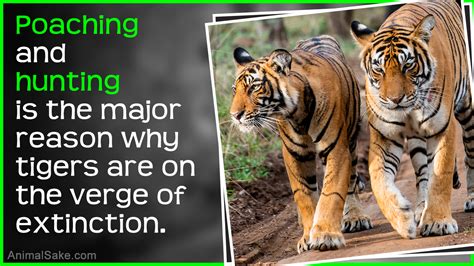 Save Tigers From Extinction Endangered Tigers Tiger Facts Endangered