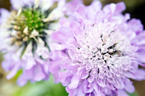 Scabiosa Lucida Stock Photo Royalty Free Freeimages